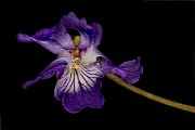 Viola nephrophylla - Northern Bog Violet 18-9453